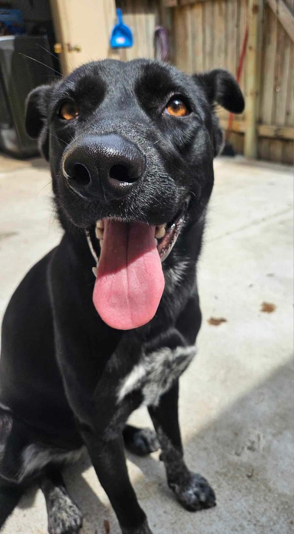 MIA, a Adopted mixed breed in Helena, MT image 3/8