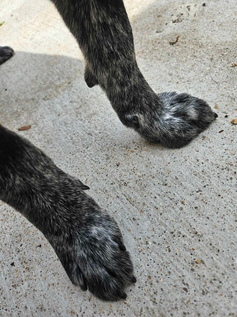 MIA, Adopted, Young Female Australian Cattle Dog / Blue Heeler.