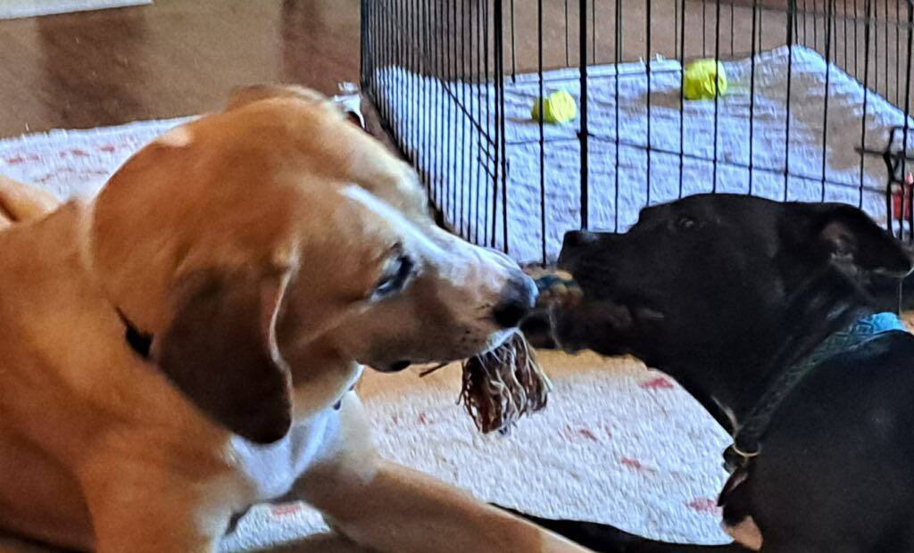 Ruby, Adoptable, Adult Female Pit Bull Terrier.