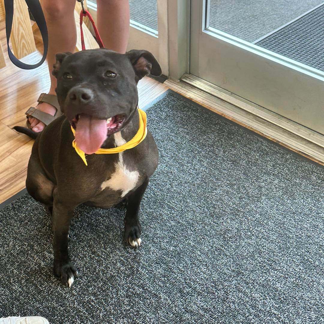 Ruby, a Adoptable mixed breed in Shelby, NC image 2/12