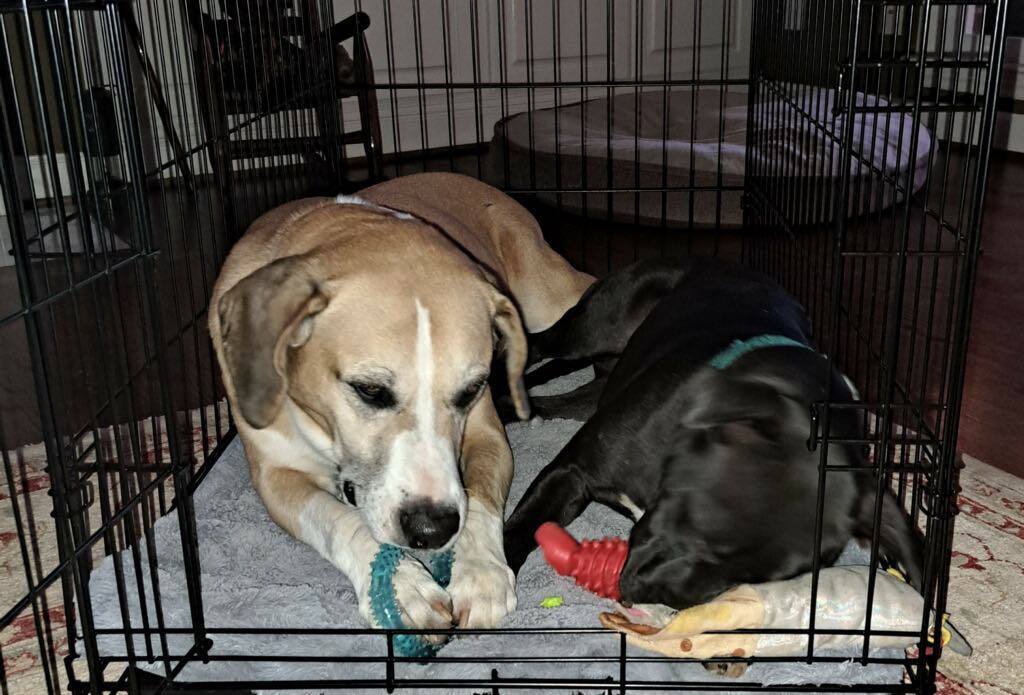 Ruby, a Adoptable mixed breed in Shelby, NC image 3/12