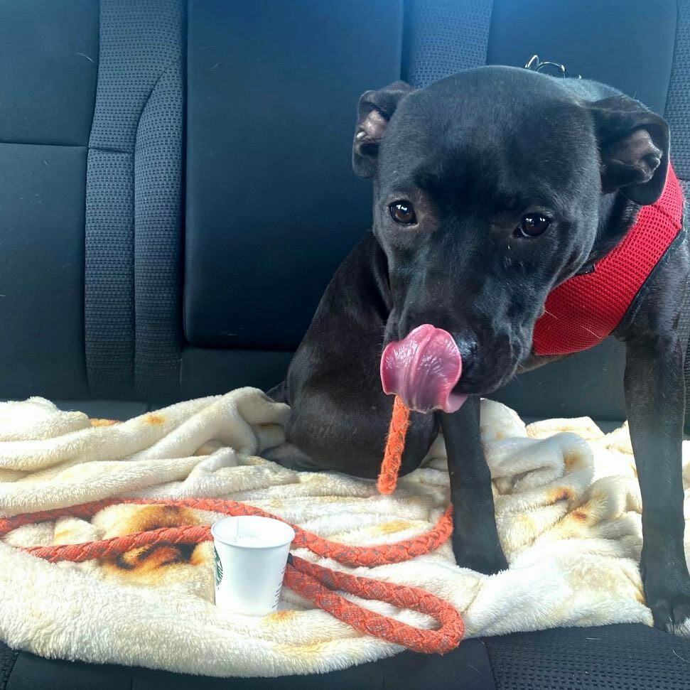 Ruby, a Adoptable mixed breed in Shelby, NC image 4/12