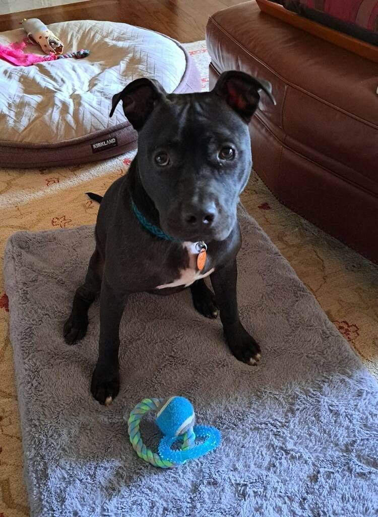 Ruby, a Adoptable mixed breed in Shelby, NC image 5/12