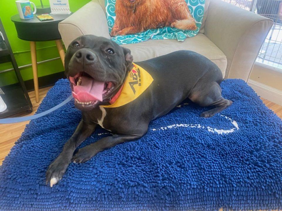 Ruby, a Adoptable mixed breed in Shelby, NC image 6/12