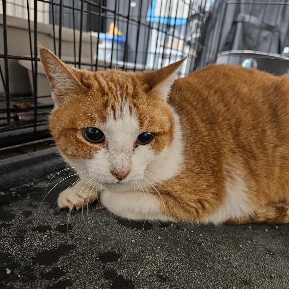 Enlarge Rubia, a Adoptable Domestic Short Hair in Midland, TX image 1/2
