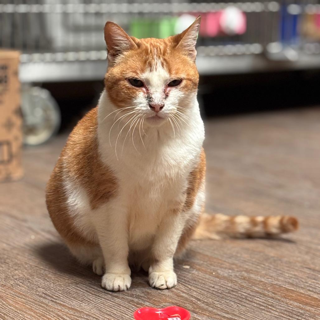 Enlarge Rubia, a Adoptable Domestic Short Hair in Midland, TX image 2/2