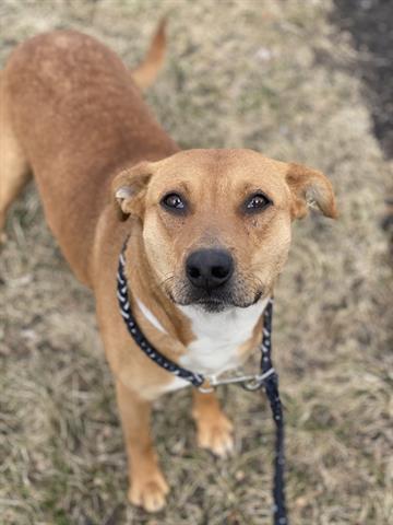 Enlarge PRIM, a Adoptable mixed breed in Dayton, OH image 2/2