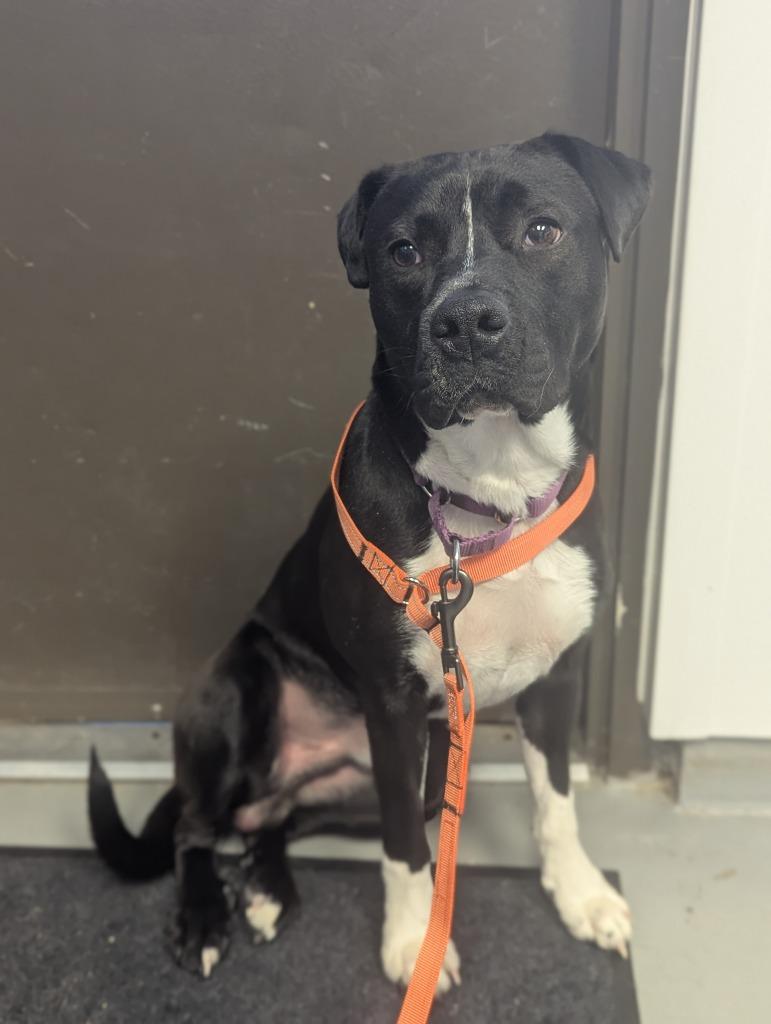 Scout, Adoptable, Young Male Labrador Retriever & Boxer.