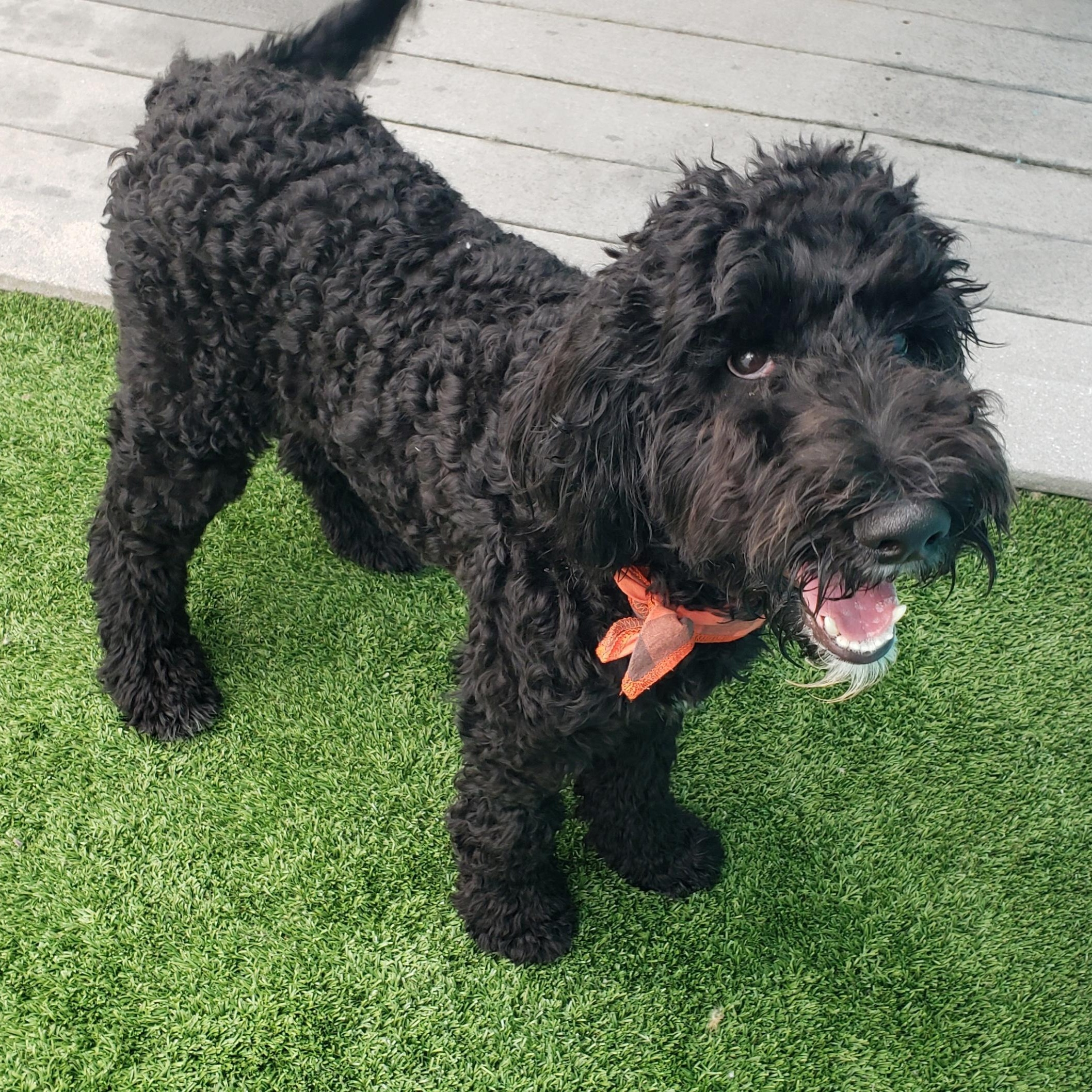 Enlarge Onyx, an adopted Goldendoodle in Gardena, CA image 2/3