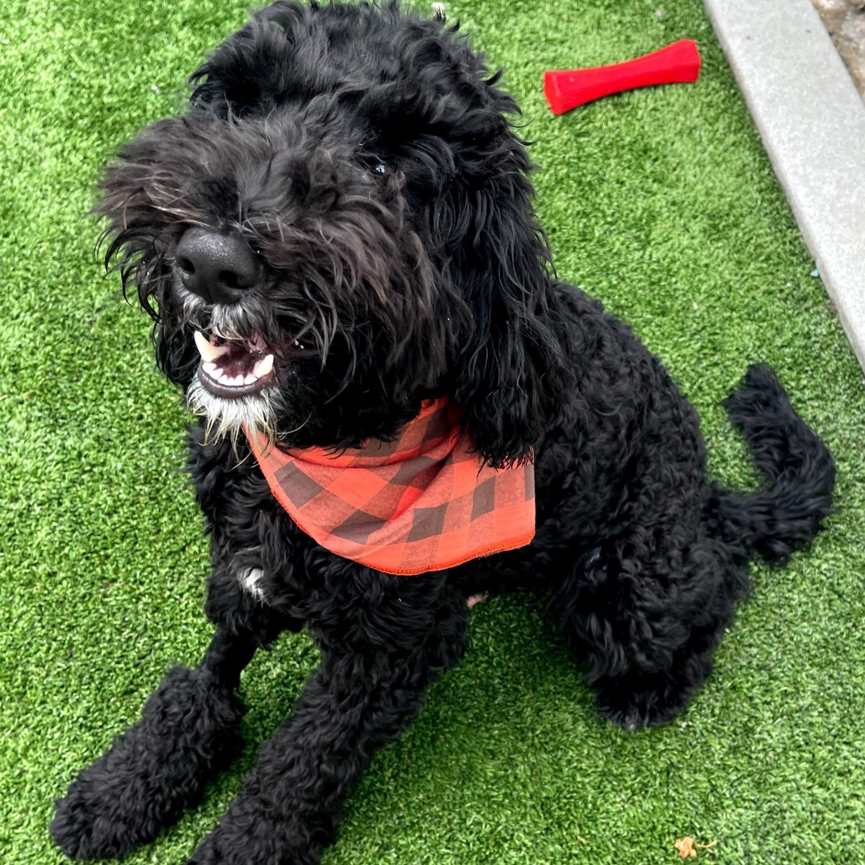 Enlarge Onyx, an adopted Goldendoodle in Gardena, CA image 1/3