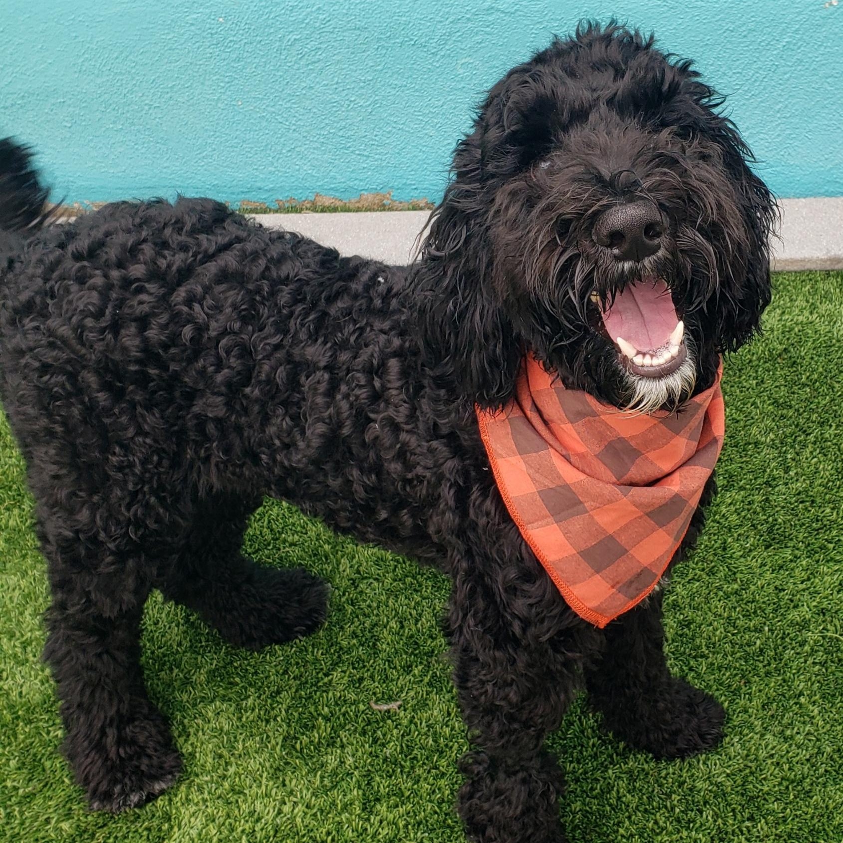 Enlarge Onyx, an adopted Goldendoodle in Gardena, CA image 3/3