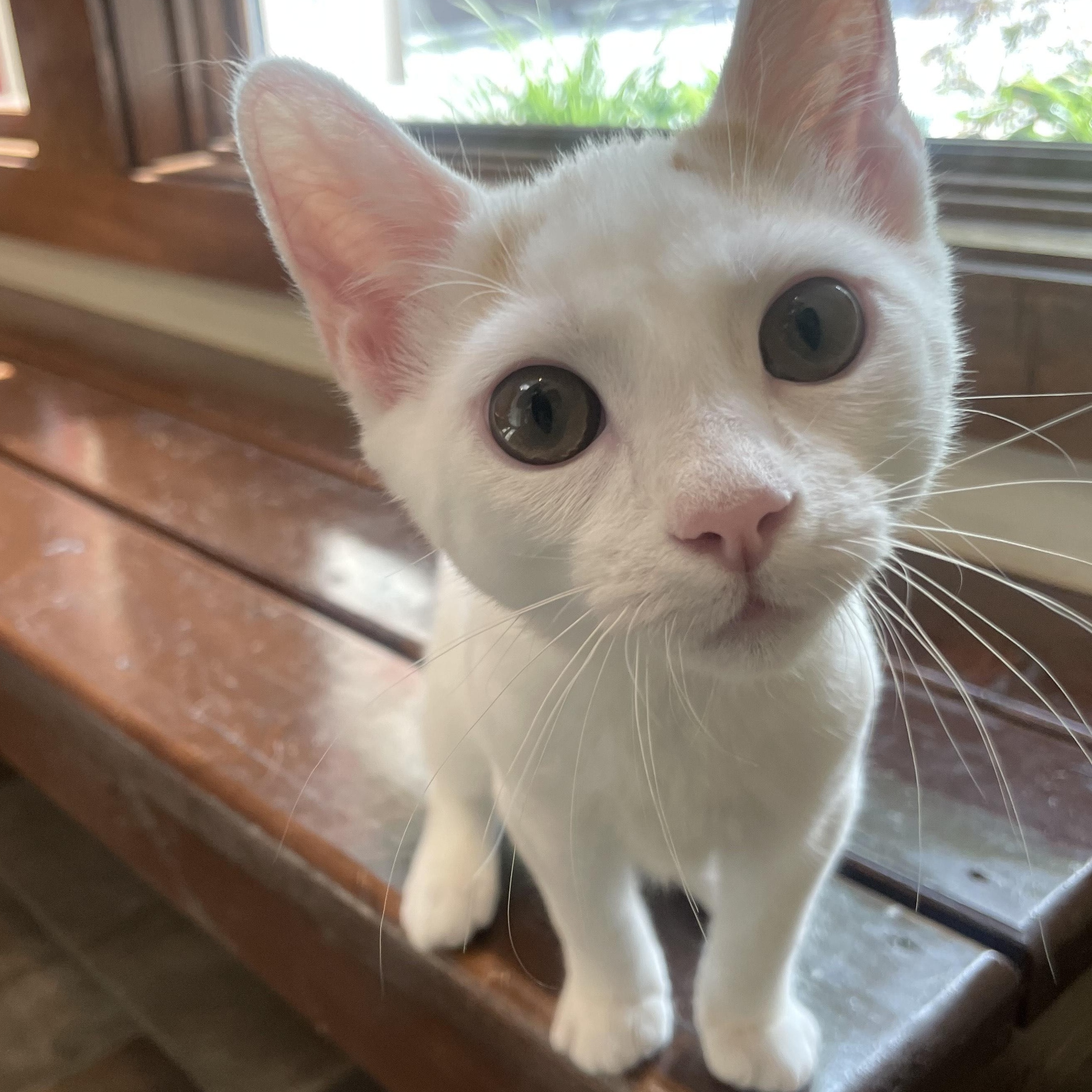 Clover, Adopted, Kitten Male Domestic Short Hair.