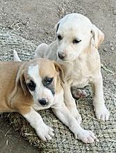 Enlarge Lil' Pups, a ADOPTABLE mixed breed in Poway, CA image 1/6
