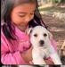 Enlarge Lil' Pups, a ADOPTABLE mixed breed in Poway, CA image 3/6