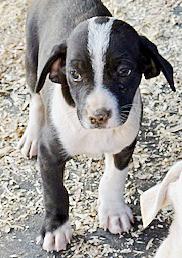 Enlarge Lil' Pups, a ADOPTABLE mixed breed in Poway, CA image 6/6