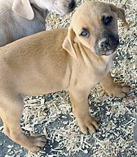 Enlarge Lil' Pups, a ADOPTABLE mixed breed in Poway, CA image 2/6