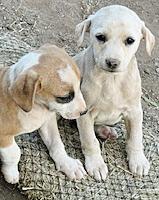 Enlarge Lil' Pups, a ADOPTABLE mixed breed in Poway, CA image 5/6