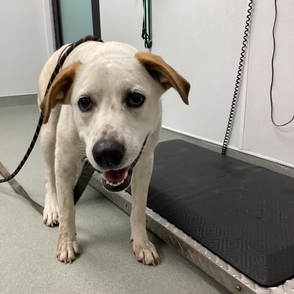 Amelia, Adoptable, Adult Female Labrador Retriever & Cattle Dog.