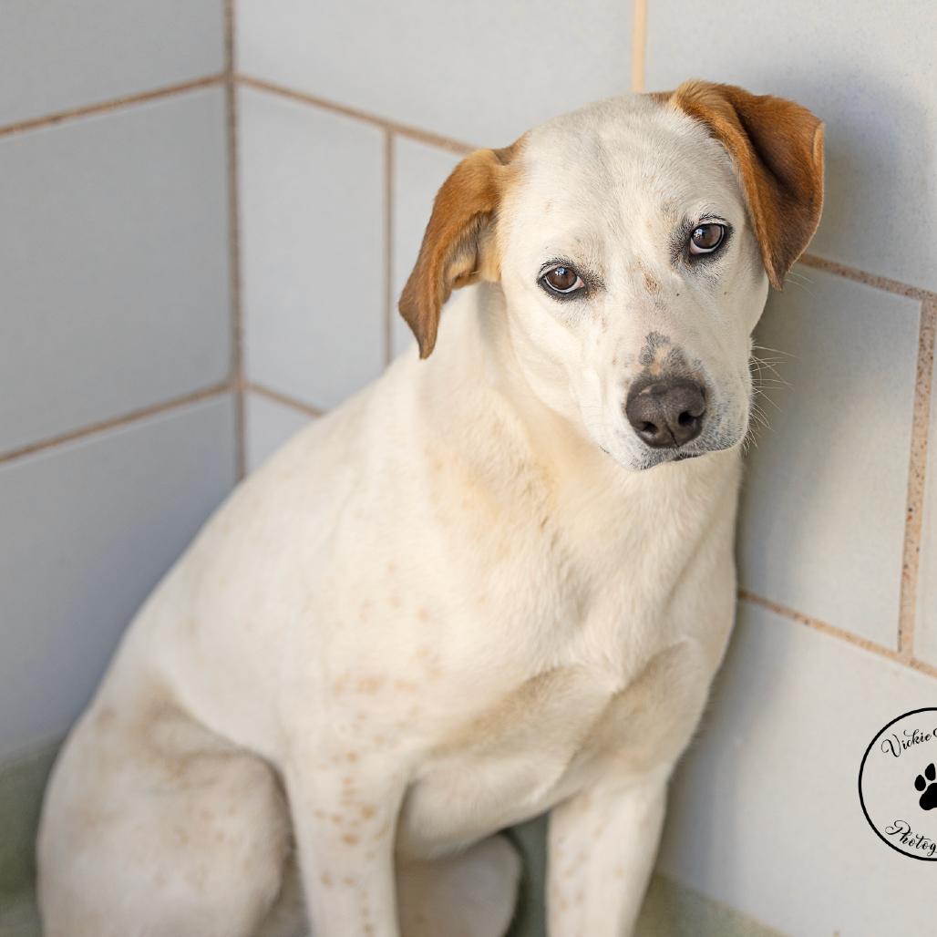 Enlarge Amelia, a Adoptable mixed breed in Abilene, TX image 2/2