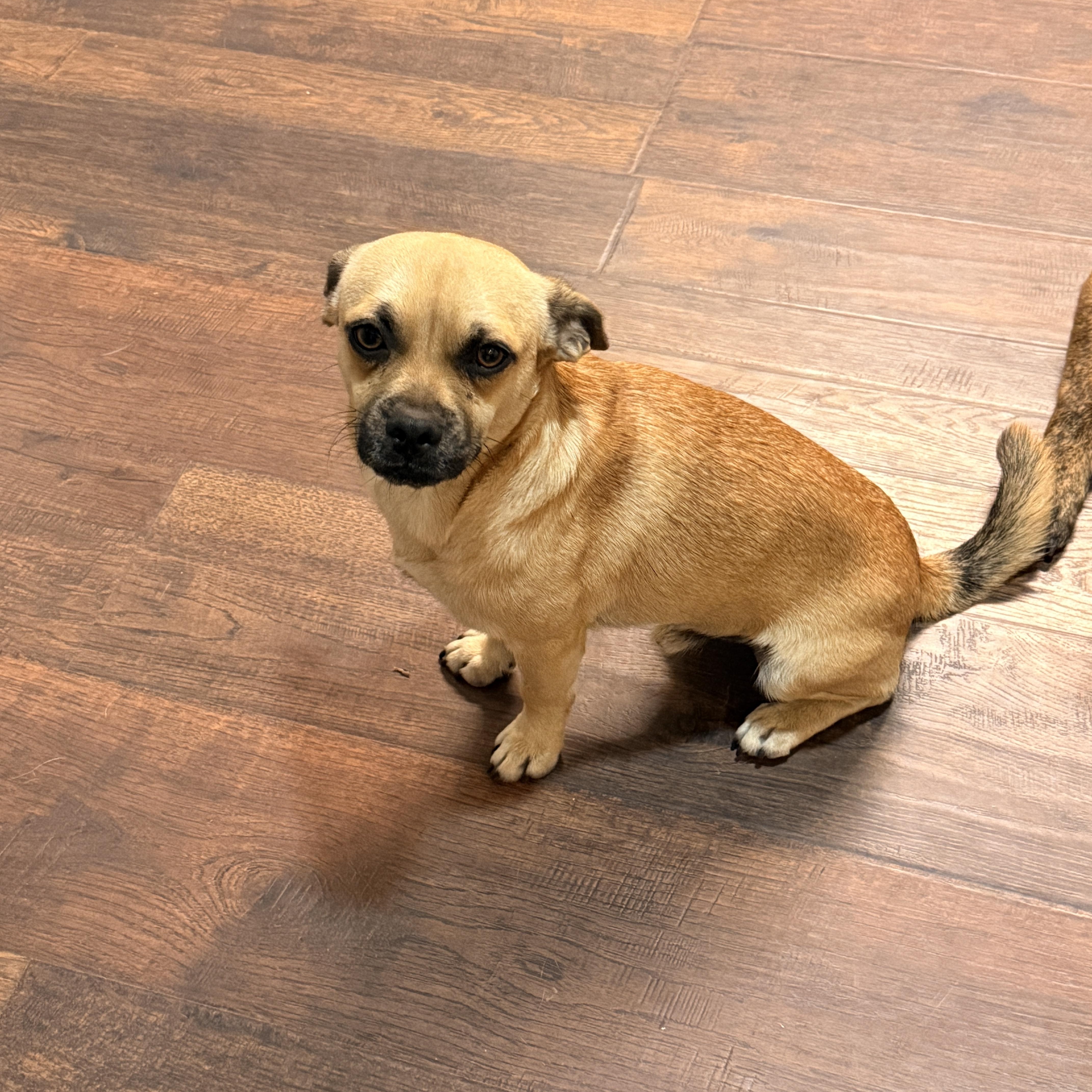 Enlarge Cameron, an adopted mixed breed in Coldwater, MI image 4/5