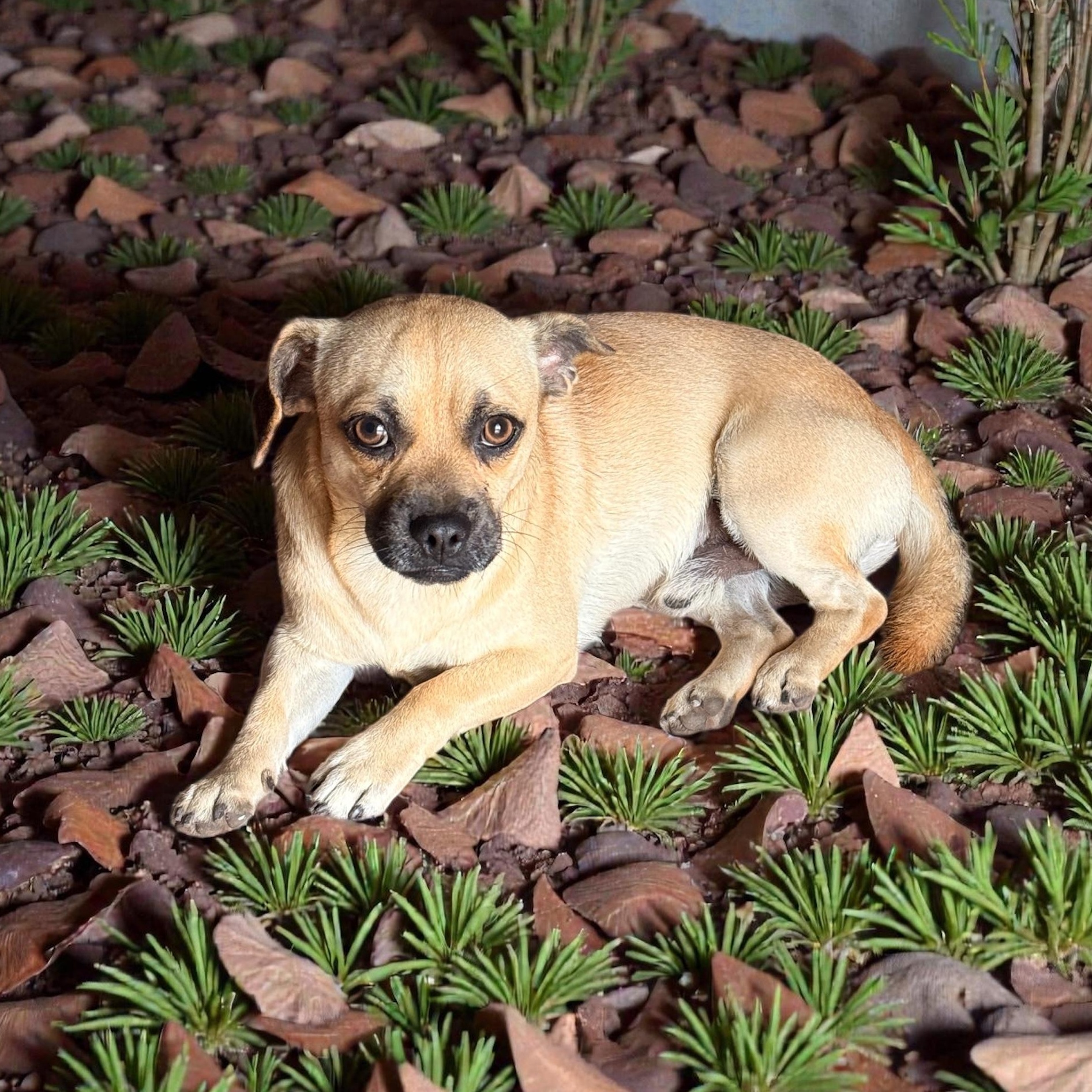 Cameron, adopted, Adult Male Chihuahua & Pug.