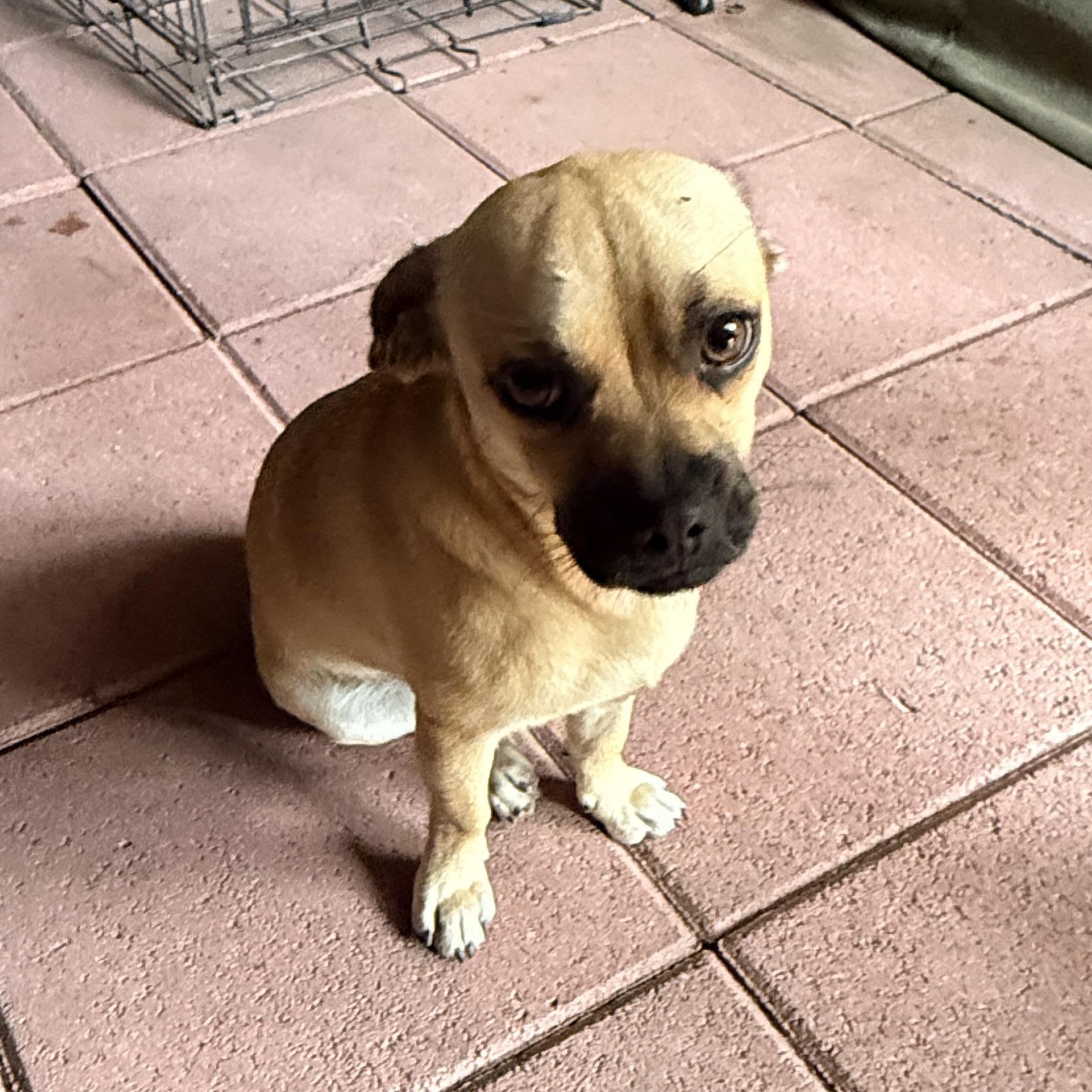 Enlarge Cameron, an adopted mixed breed in Coldwater, MI image 3/5