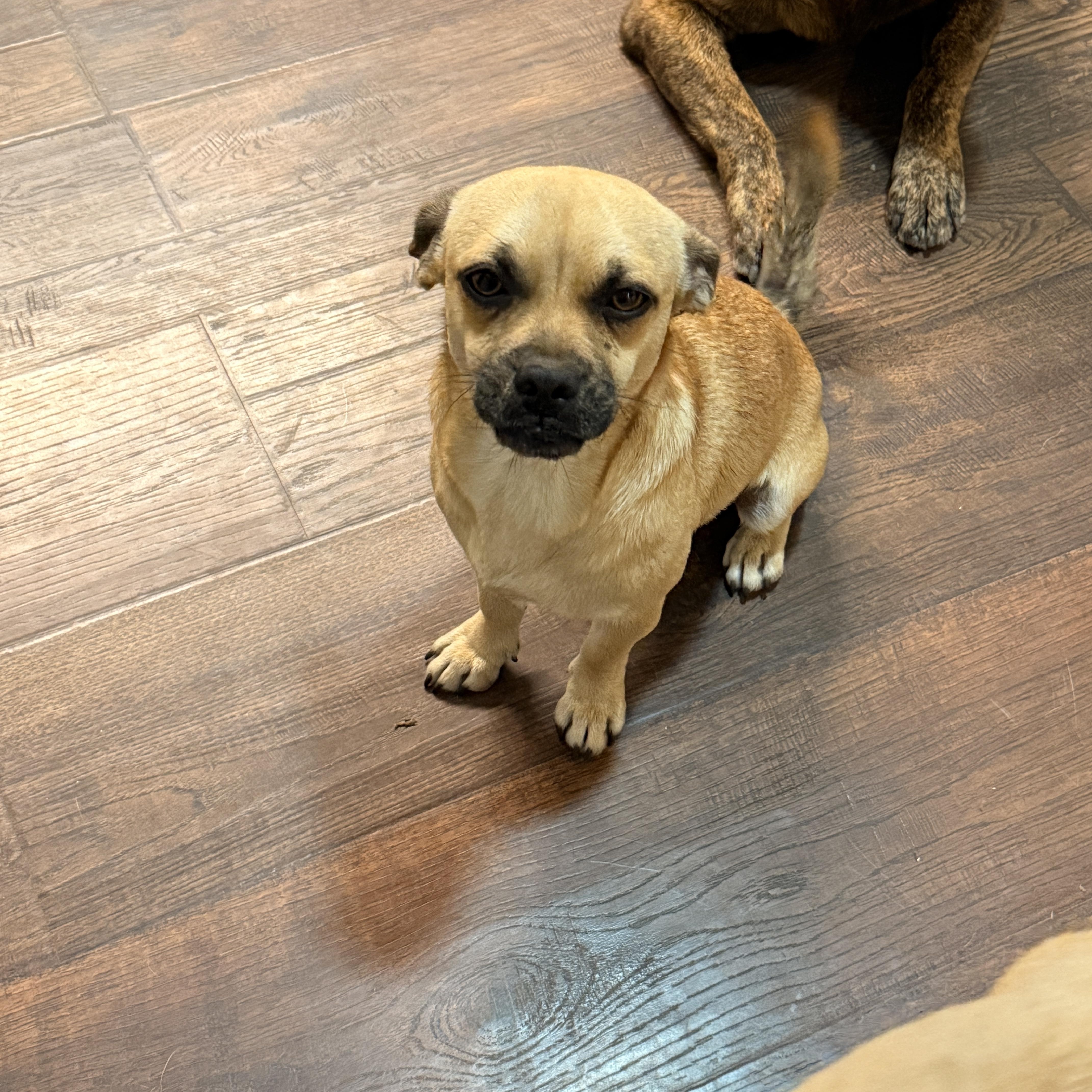 Enlarge Cameron, an adopted mixed breed in Coldwater, MI image 5/5