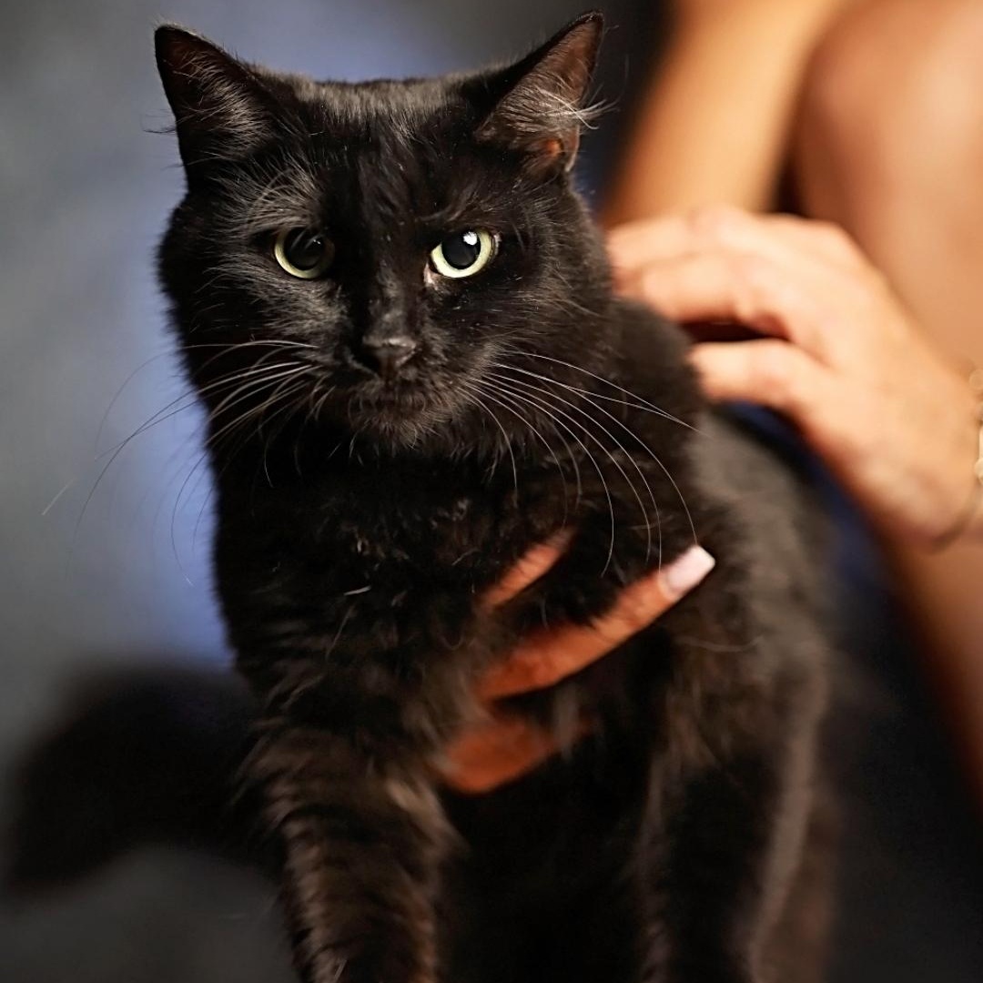 Enlarge Ruby and Frankie (mom and son), a Adoptable Domestic Long Hair in Spartanburg, SC image 1/5
