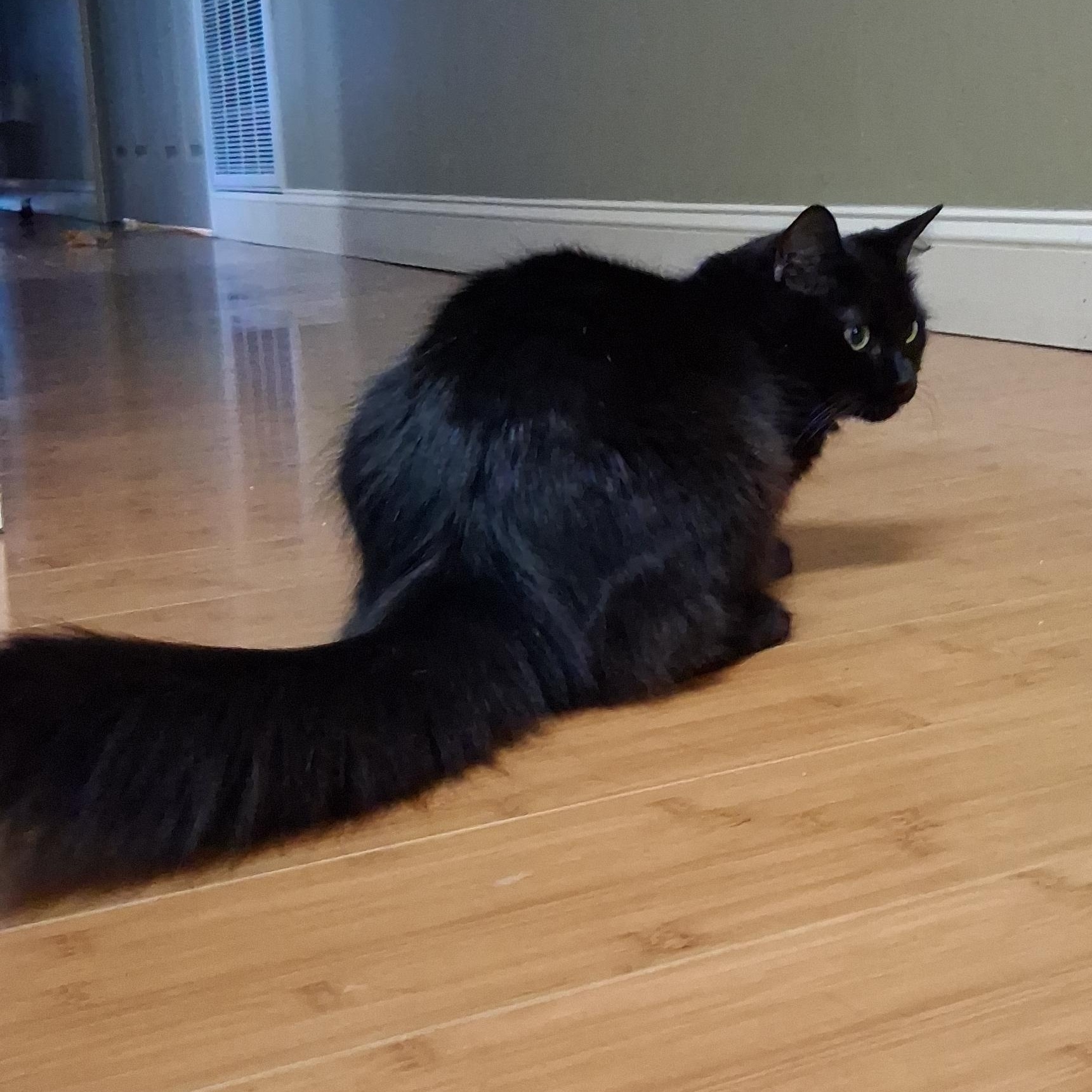 Enlarge Ruby and Frankie (mom and son), a Adoptable Domestic Long Hair in Spartanburg, SC image 5/5