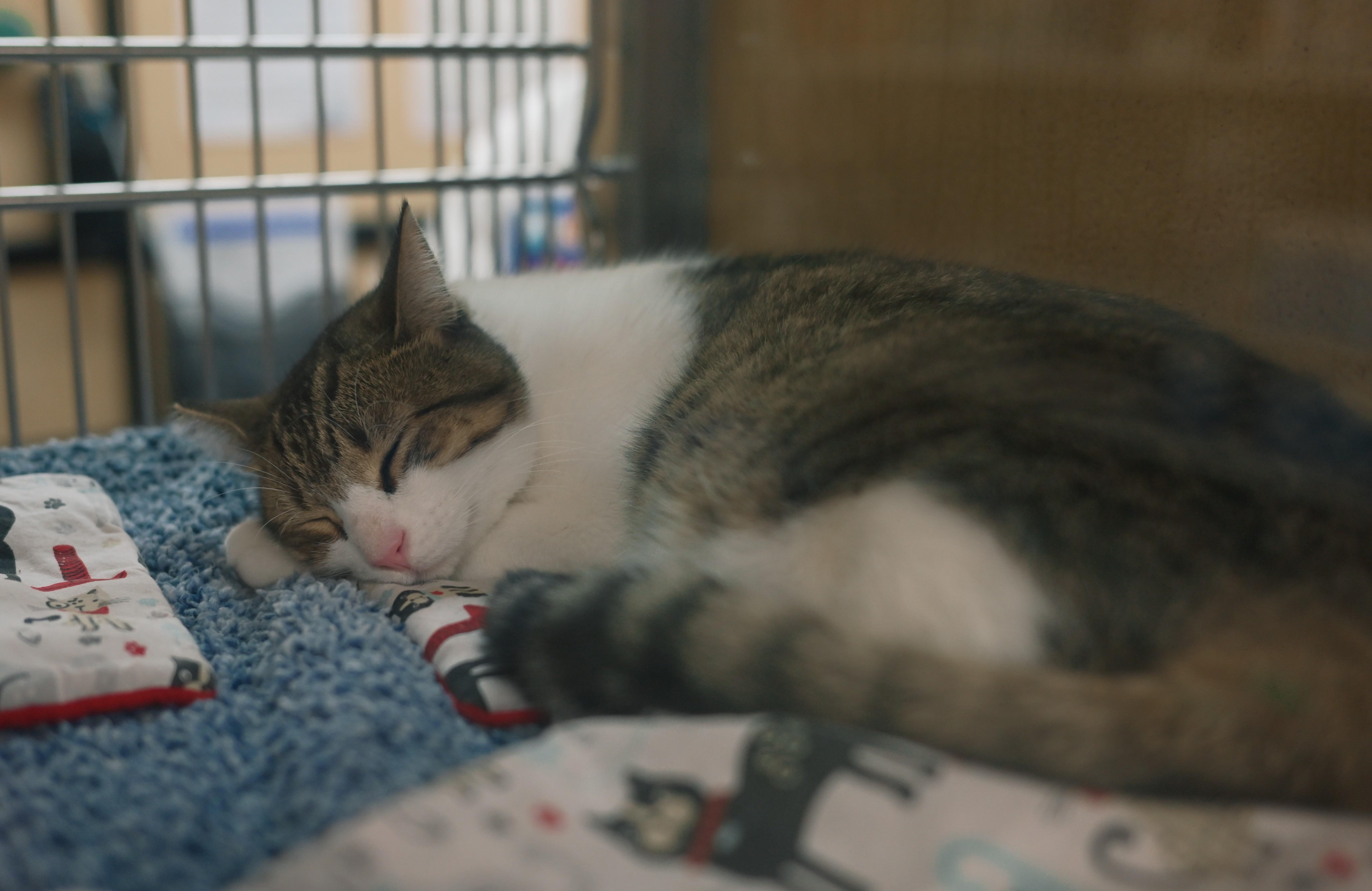 Enlarge Willy, a Adoptable Domestic Short Hair in Keswick, ON image 6/6