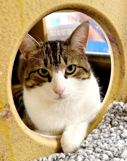 Enlarge Willy, a Adoptable Domestic Short Hair in Keswick, ON image 4/6