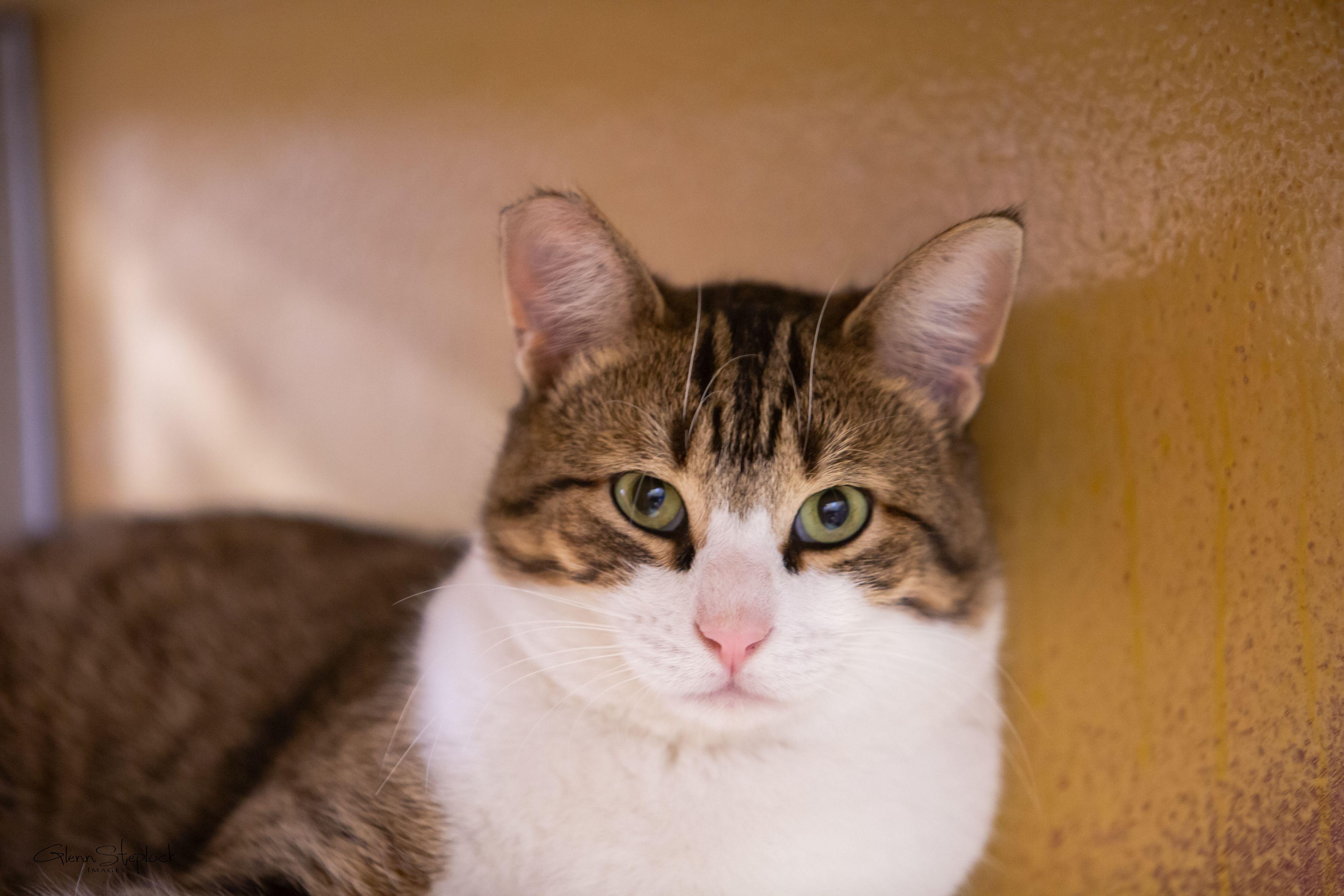Enlarge Willy, a Adoptable Domestic Short Hair in Keswick, ON image 2/6
