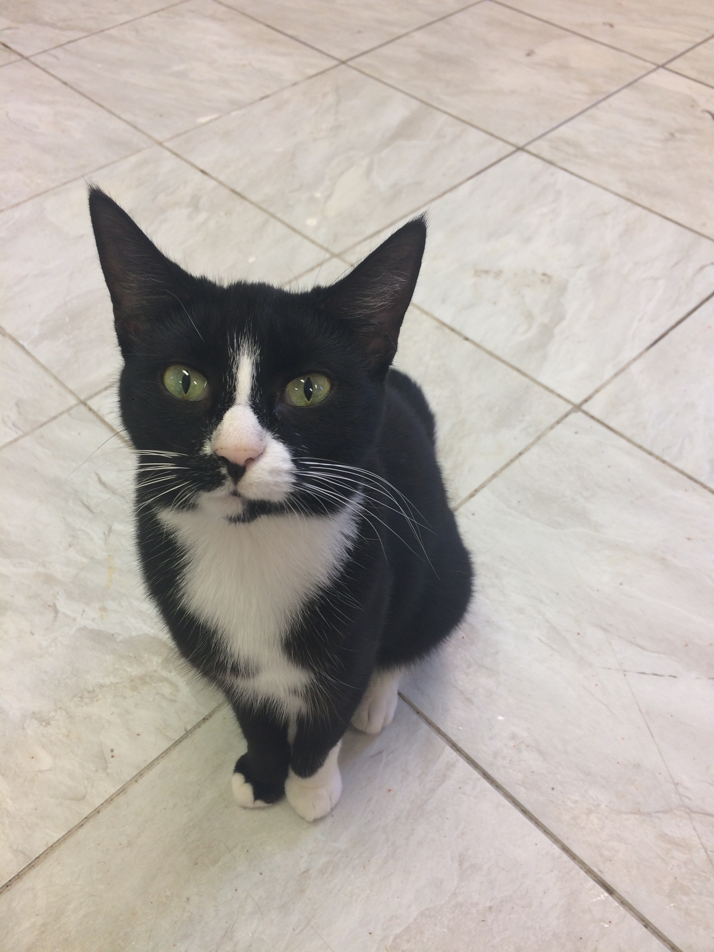 CHICKLET, Adoptable, Young Female Tuxedo.