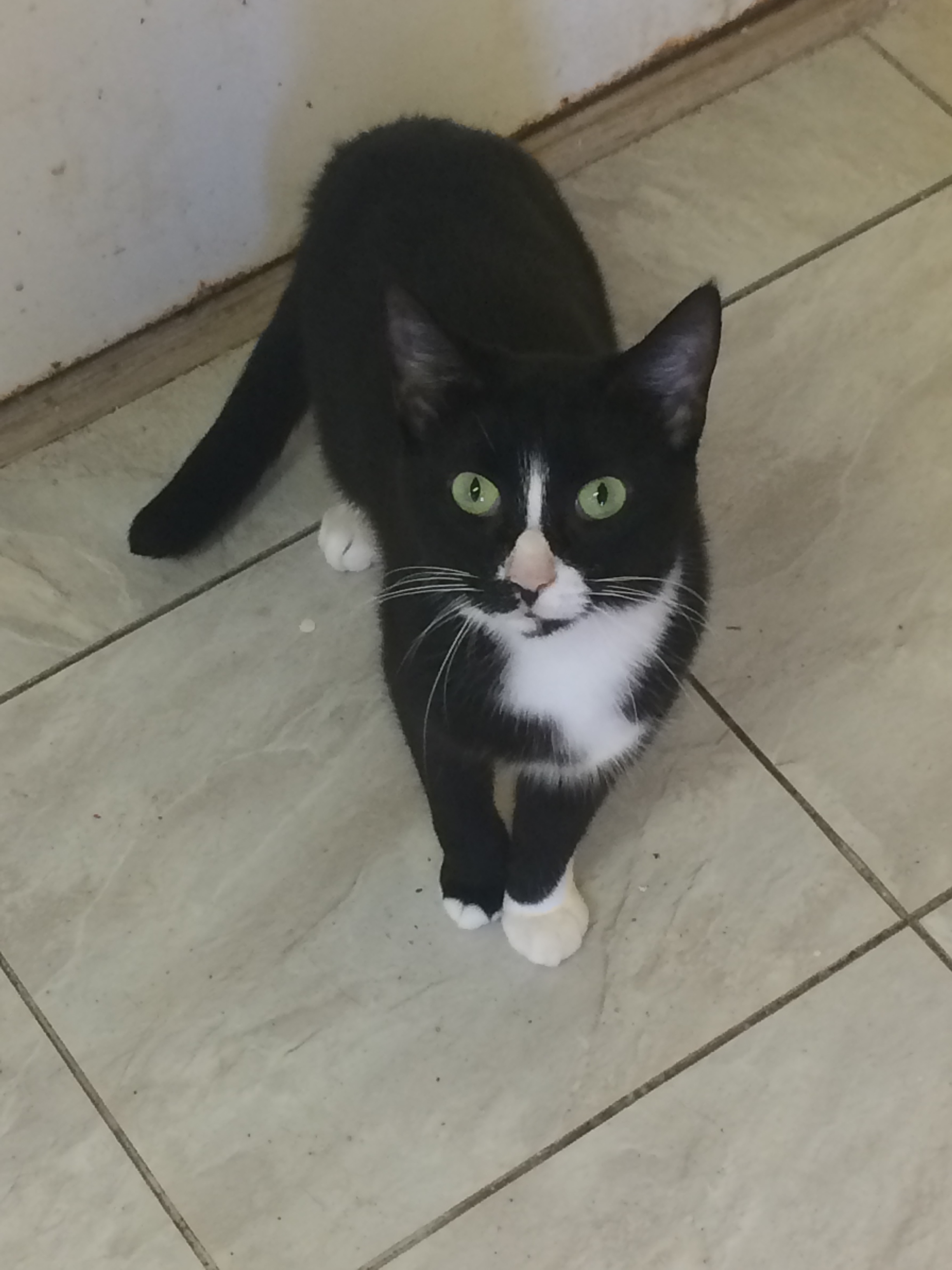 Enlarge CHICKLET, a Adoptable mixed breed in Owensboro, KY image 2/6