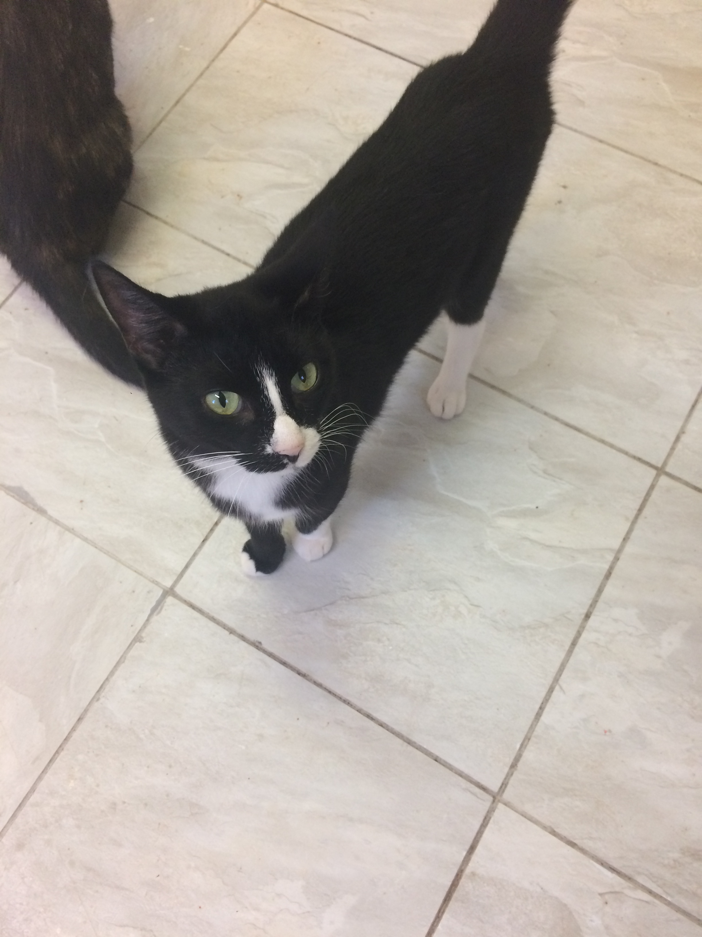 Enlarge CHICKLET, a Adoptable mixed breed in Owensboro, KY image 3/6