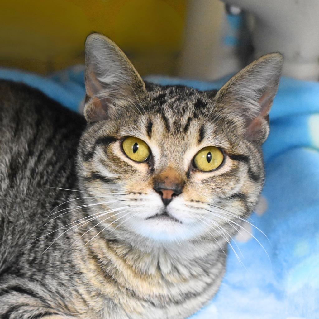 Enlarge Lucy, a Adopted mixed breed in Saint Petersburg, FL image 1/1