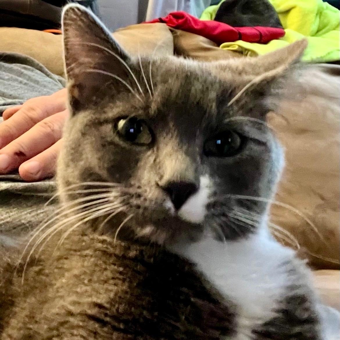 Enlarge Jamie, a ADOPTABLE Domestic Short Hair in Indianapolis, IN image 1/1