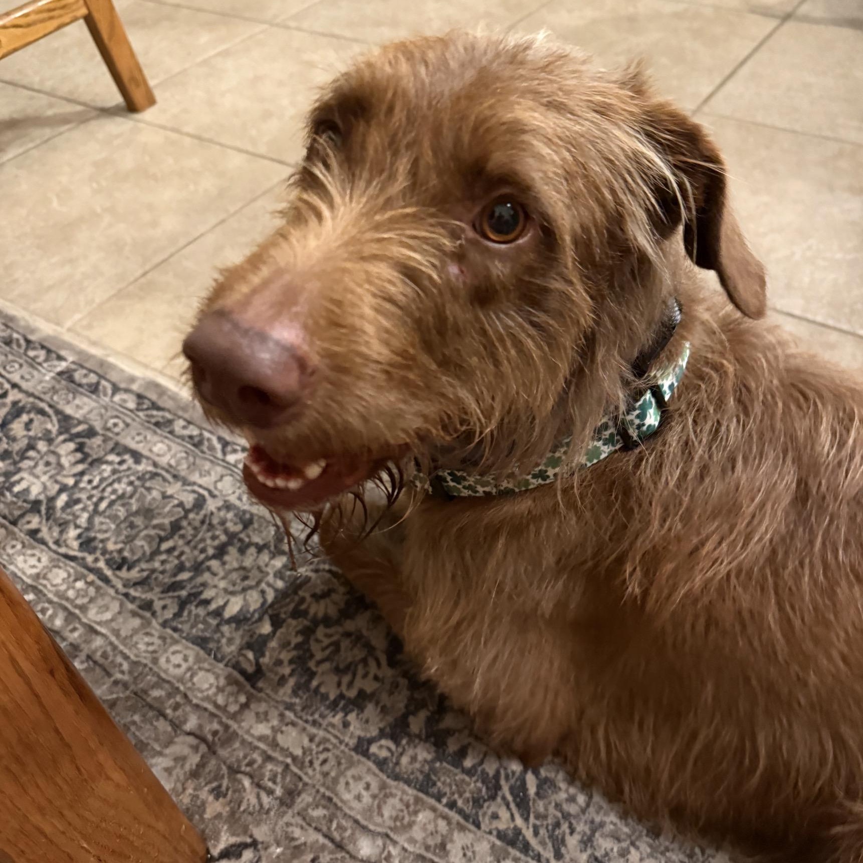 Lucky, a Adoptable mixed breed in Cypress, TX image 3/4