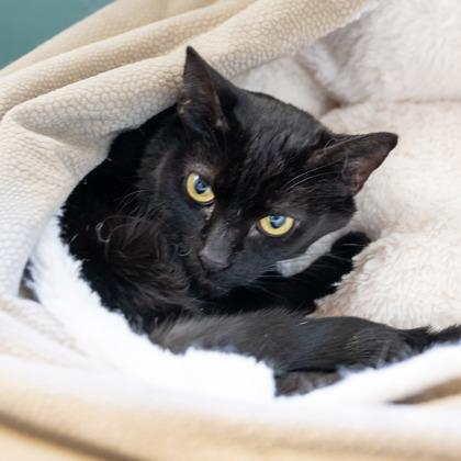 Enlarge Bella, a Adoptable mixed breed in Camano Island, WA image 1/2