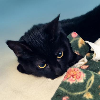 Enlarge Bella, a Adoptable mixed breed in Camano Island, WA image 2/2