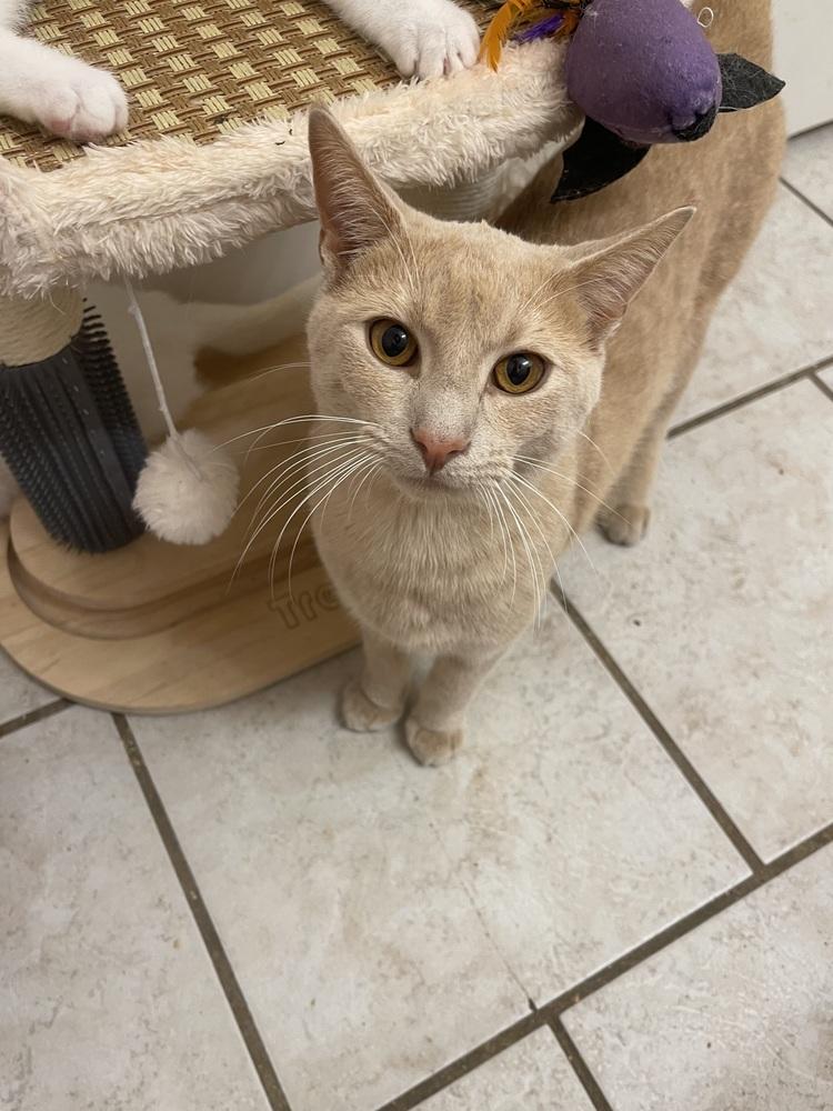 Loki, Adoptable, Young Male Domestic Short Hair.