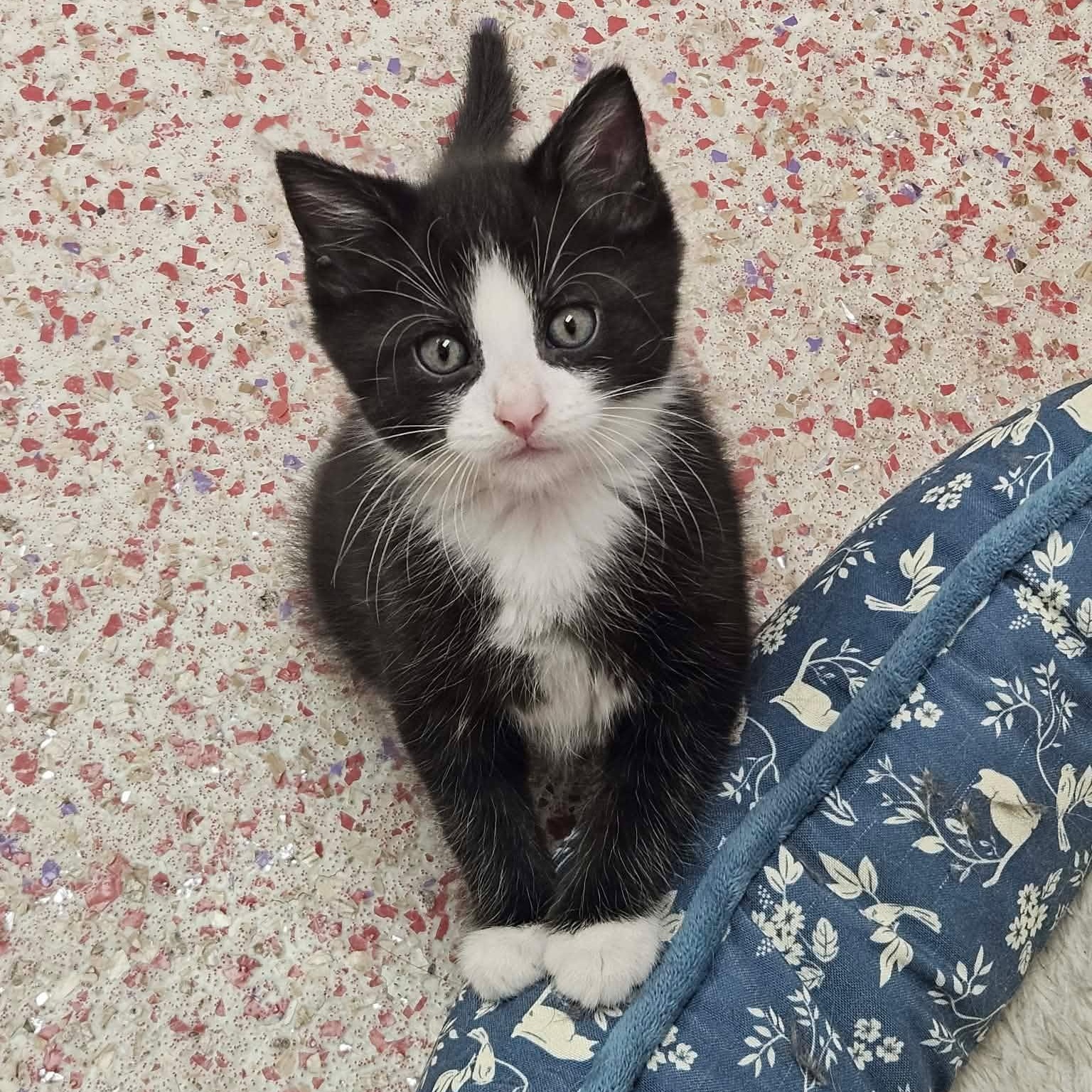 Triple Sec, adopted, Kitten Male Domestic Short Hair.