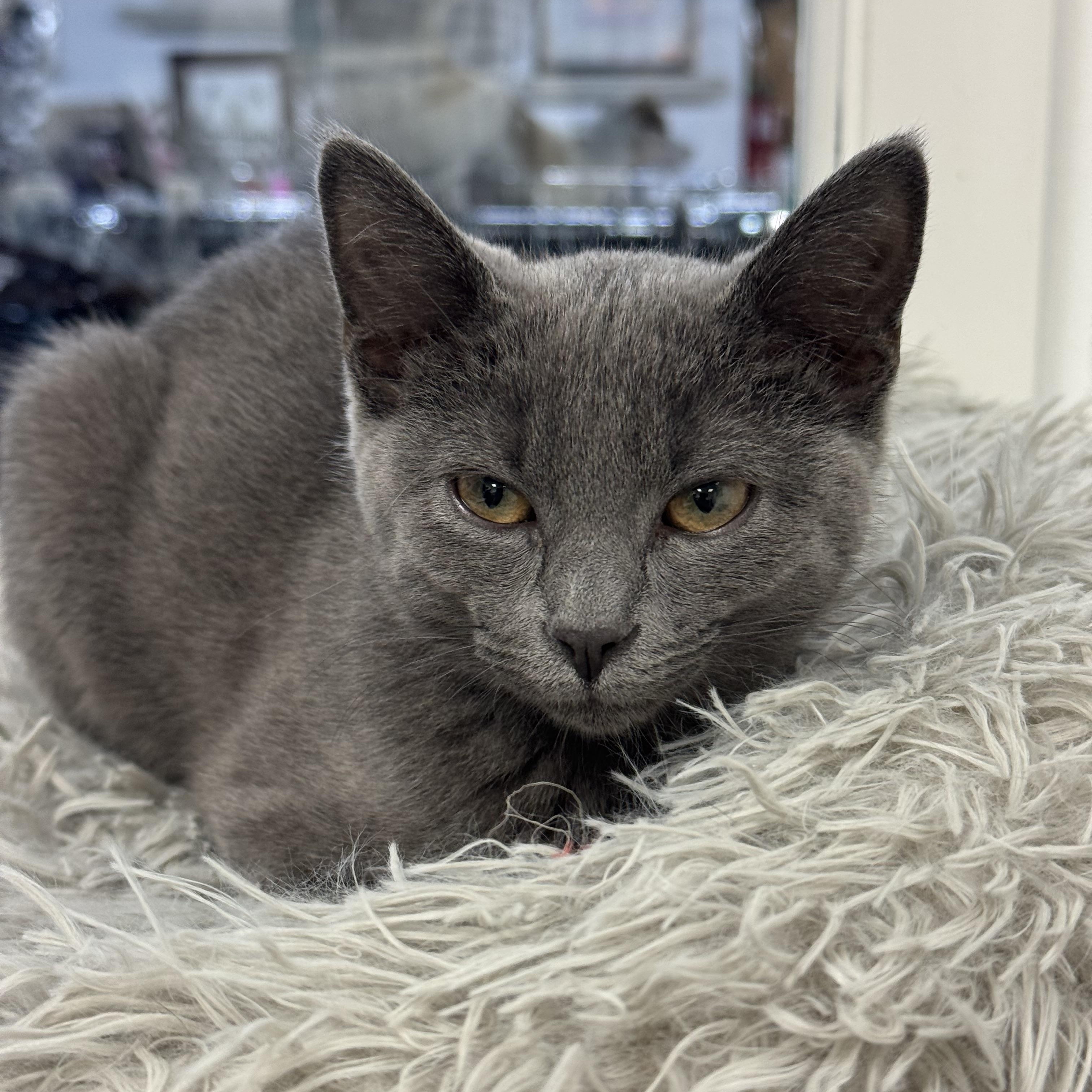 Enlarge Lola, a Adoptable Domestic Short Hair in Crystal Lake, IL image 2/6