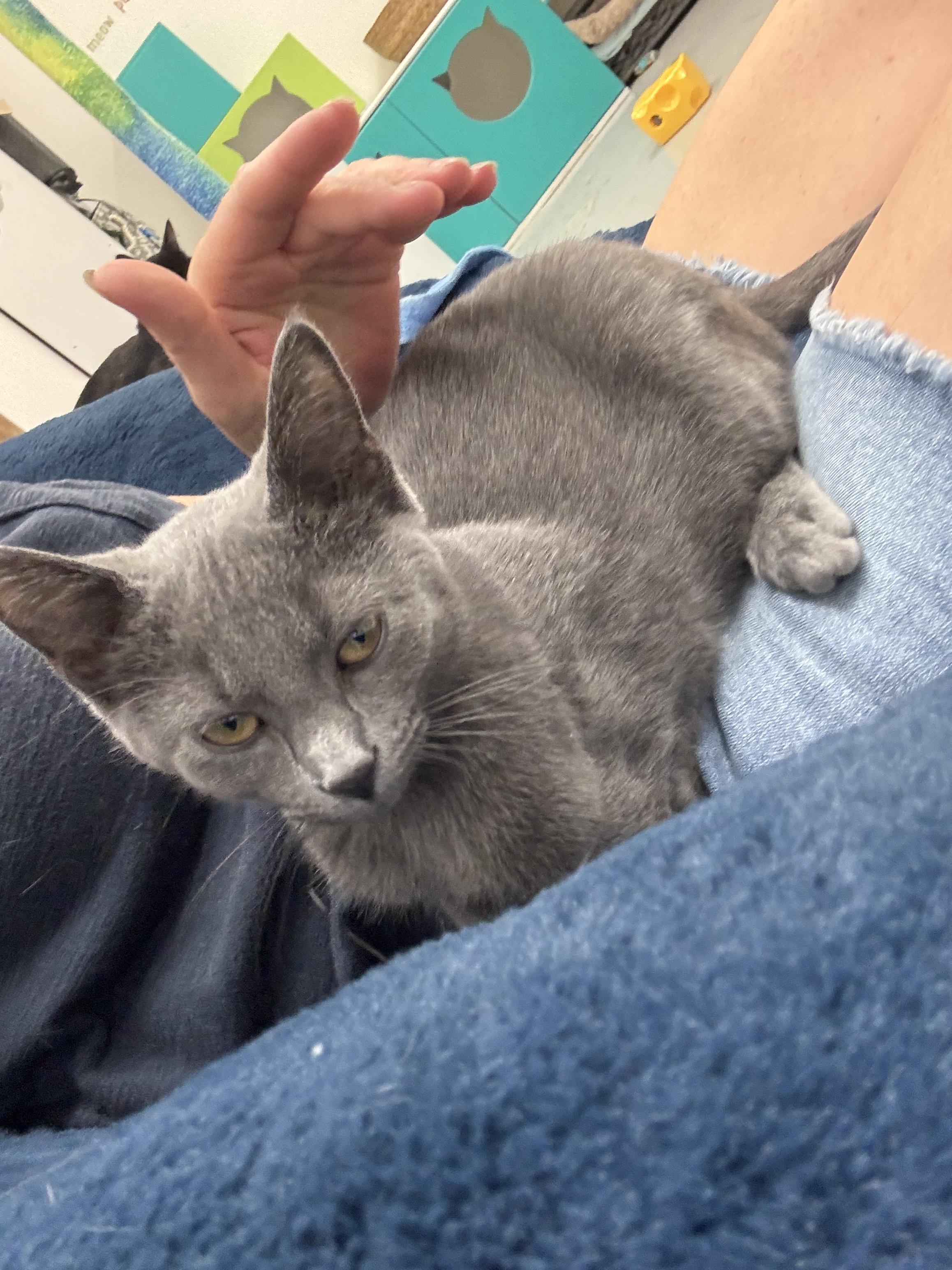 Enlarge Lola, a Adoptable Domestic Short Hair in Crystal Lake, IL image 5/6