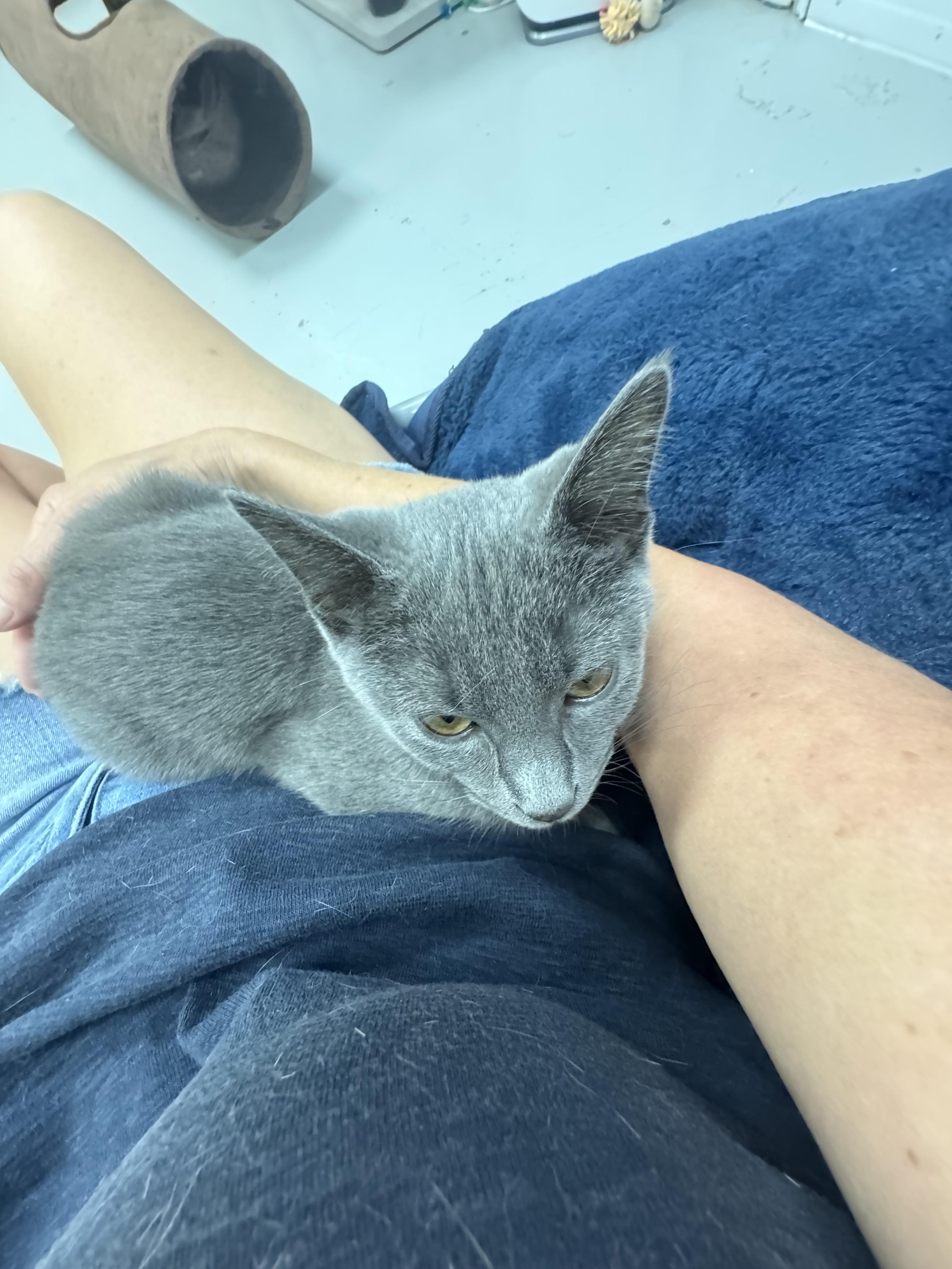 Enlarge Lola, a Adoptable Domestic Short Hair in Crystal Lake, IL image 6/6