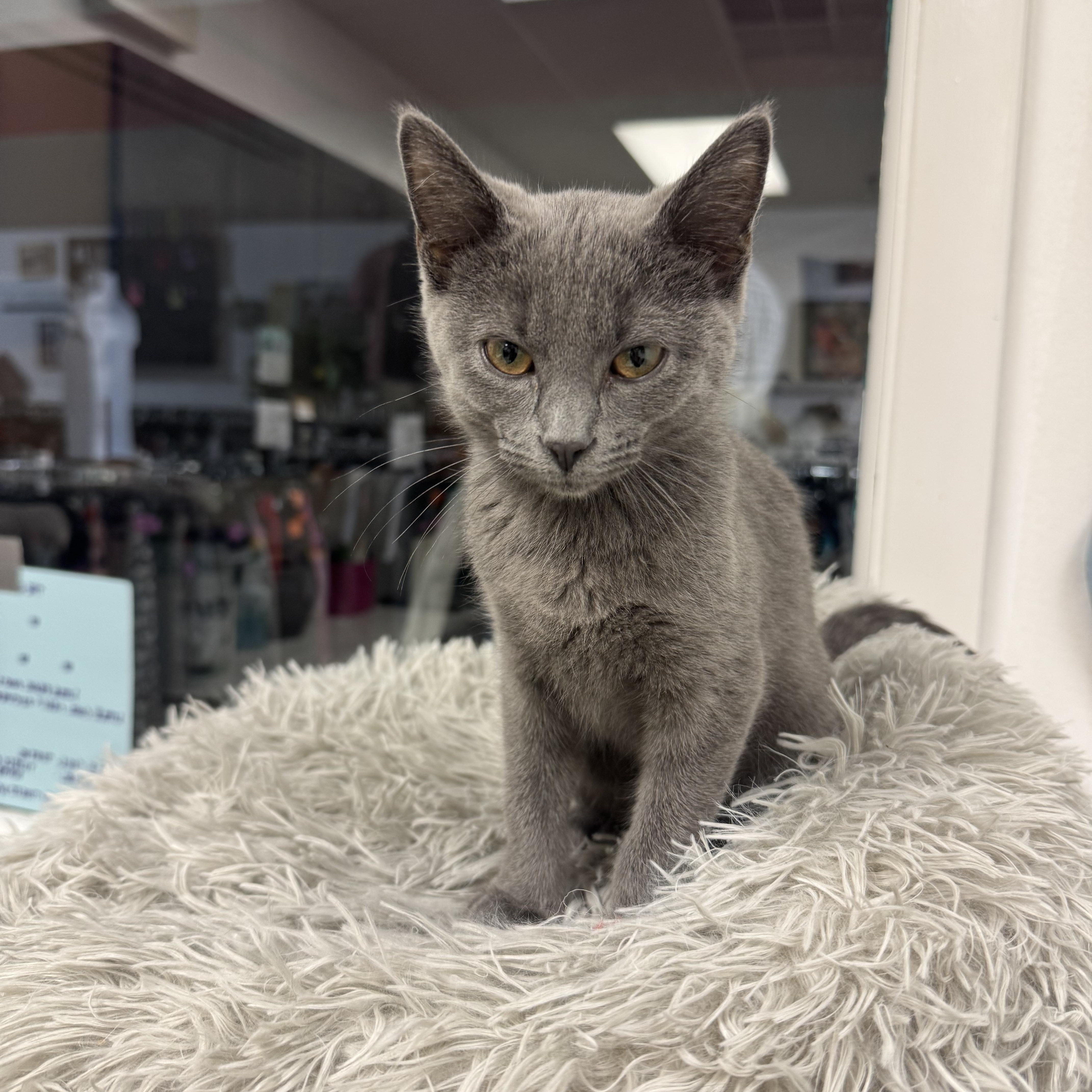 Lola, Adoptable, Kitten Female Domestic Short Hair.