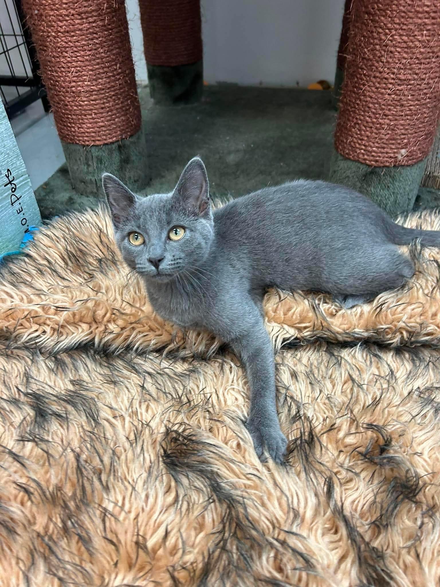Enlarge Lola, a Adoptable Domestic Short Hair in Crystal Lake, IL image 3/6