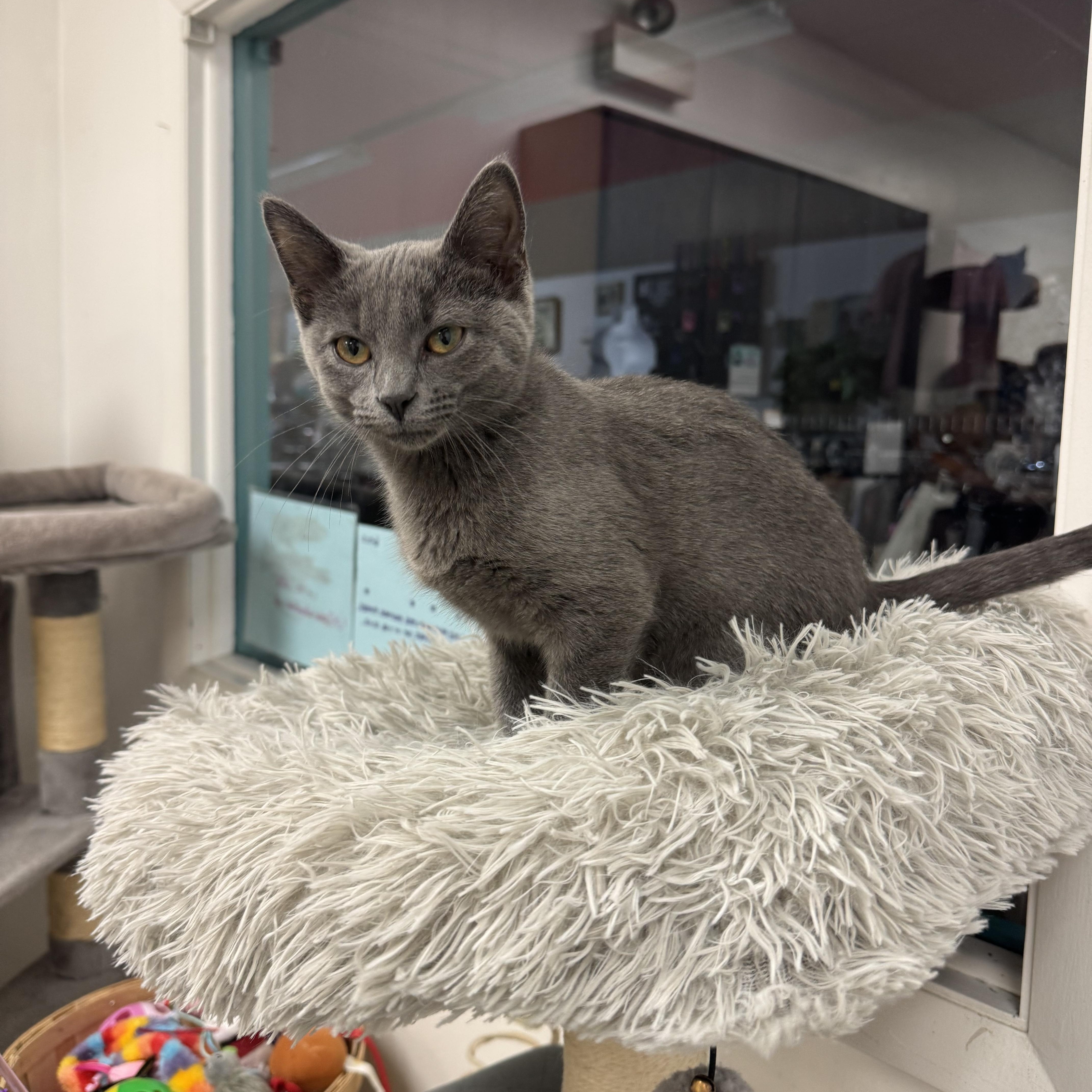 Enlarge Lola, a Adoptable Domestic Short Hair in Crystal Lake, IL image 4/6