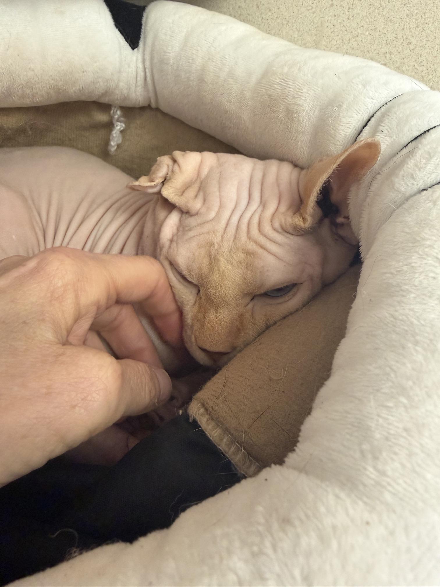 Avorio, an adopted Sphynx / Hairless Cat in Salem, NH image 1/5
