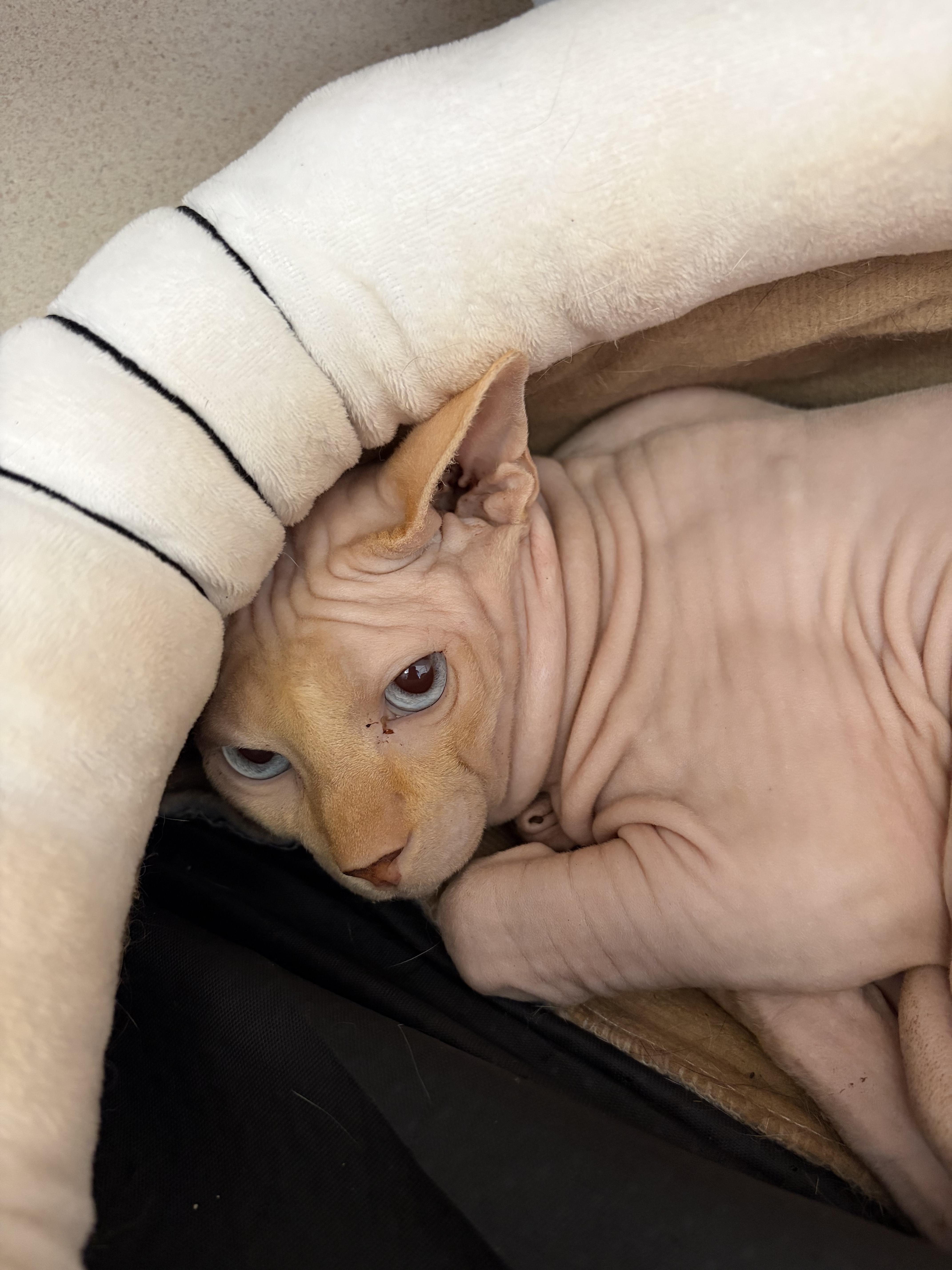 Avorio, an adopted Sphynx / Hairless Cat in Salem, NH image 4/5